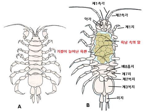 動物屬性|節肢動物門 Arthropoda 